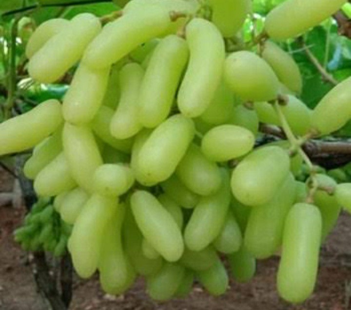 Somos un exportador líder de frutas y verduras frescas de la India