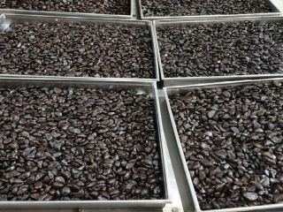 Producción de ajo negro fermentado, línea propia, refinado +