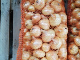Vendo cebollas amarillas rumanas. Calidad impecable.