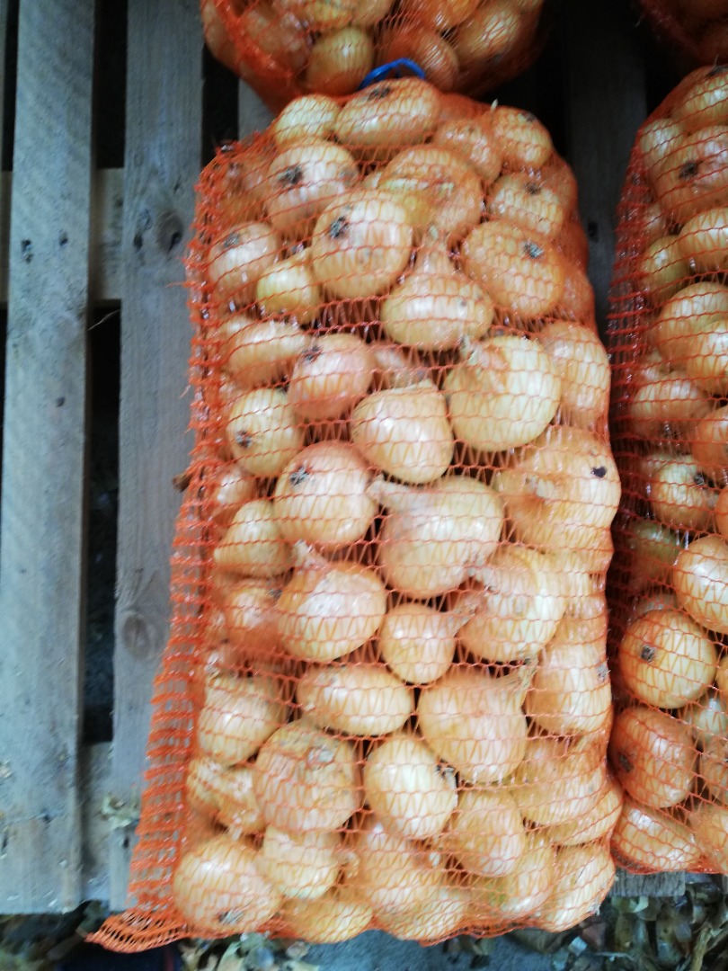 Vendo cebollas amarillas rumanas