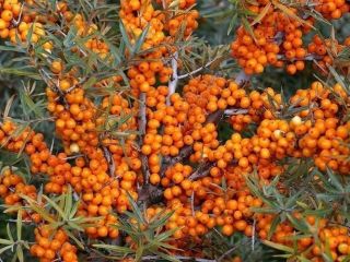 Venta de bayas de espino cerval de mar congeladas