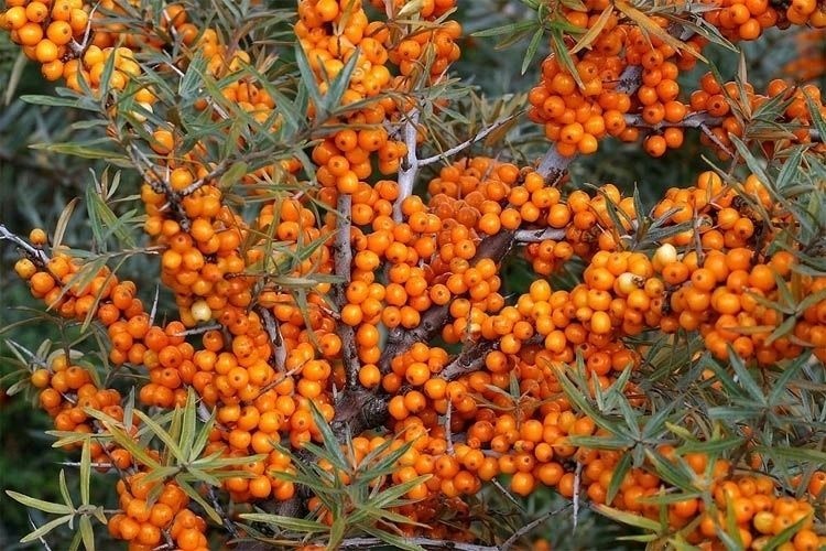 Venta de bayas de espino cerval de mar congeladas de alta calidad de Rumania