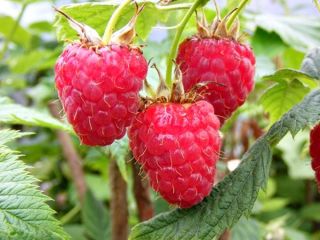 Venta de frambuesas congeladas de alta calidad de cosecha