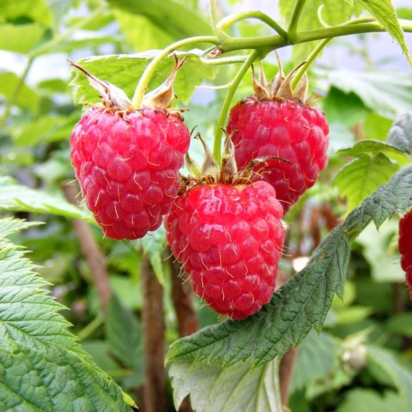 Venta de frambuesas congeladas de alta calidad de cosecha local de Rumanía