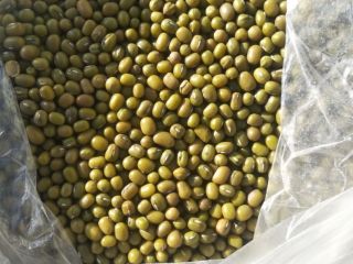 Se venden frijoles mungo de Uzbekistán.