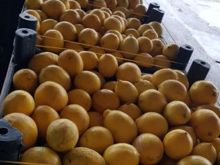 Venta en toneladas de frutas de 3 calidades para