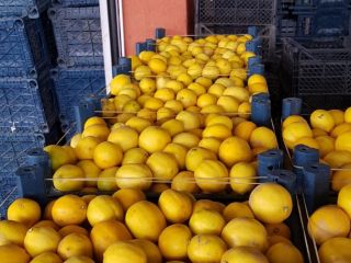 Venta en toneladas de frutas de 3 calidades para