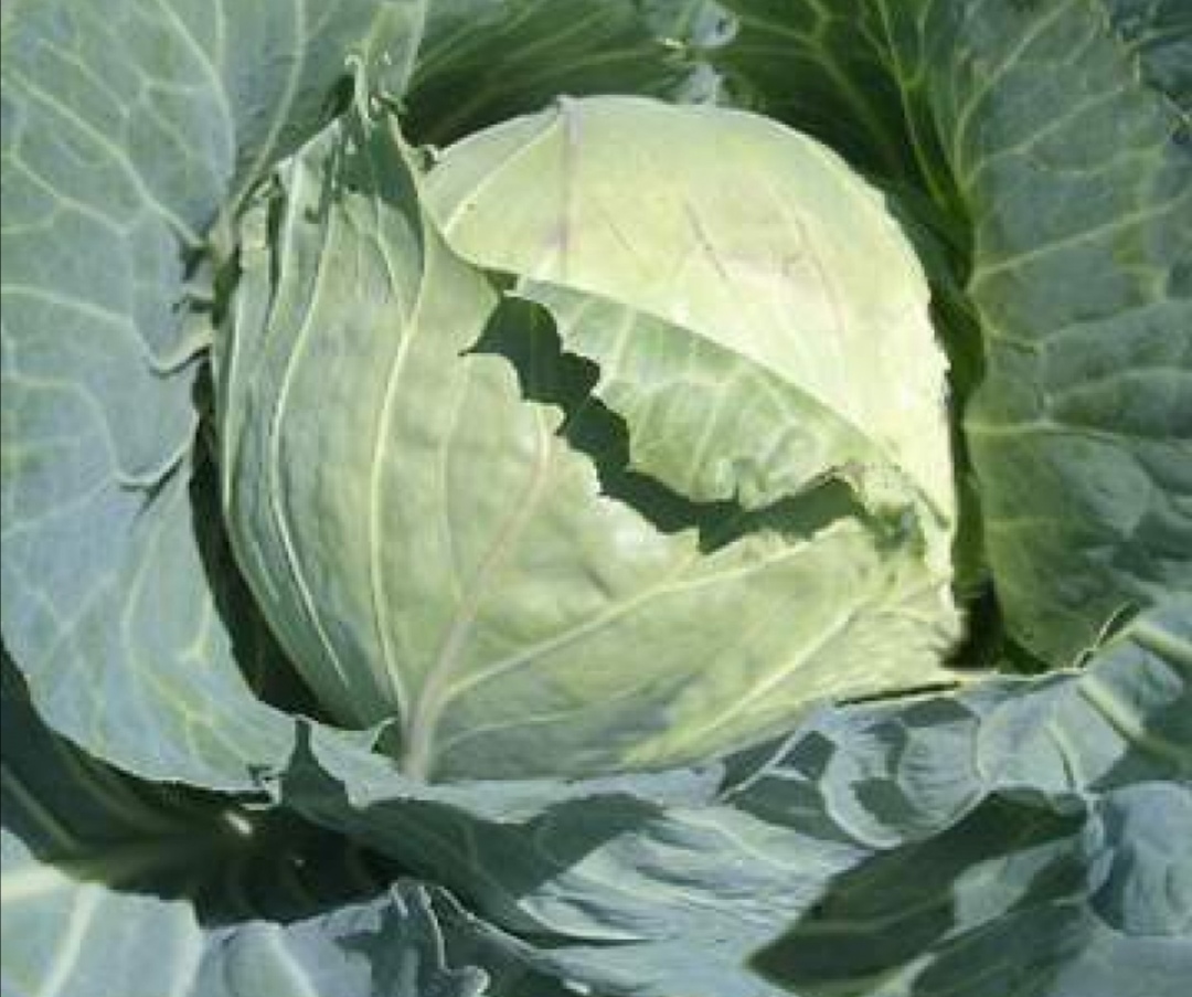 Variedad de repollo pructor tierno y muy agradable