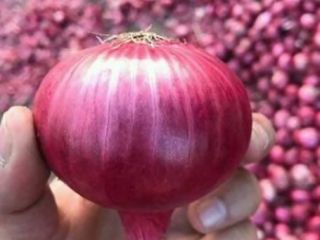 Trabajamos con cebollas frescas y saludables y otras verduras.