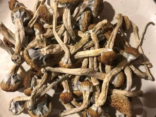Golden Teacher Mushrooms es una variedad clásica que lleva