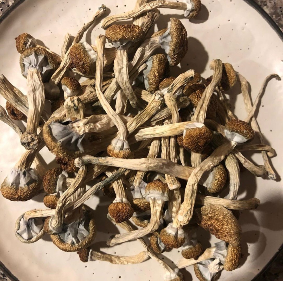 Golden Teacher Mushrooms es una variedad clásica que lleva el nombre de su apariencia dorada