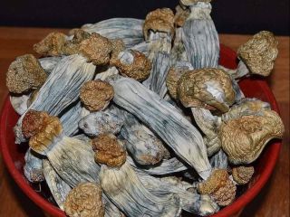 PENIS ENVY La variedad de hongos mágicos Penis Envy