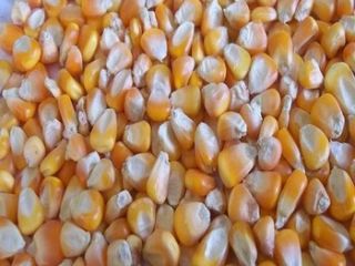 Ofrecemos maíz amarillo para alimentación animal, Palomitas de maíz