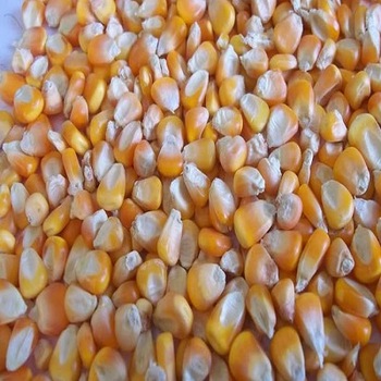 Ofrecemos maíz amarillo para alimentación animal, Palomitas de maíz / Palomitas de maíz granos de maíz Palomitas de maíz tipo mariposa y hongos con la