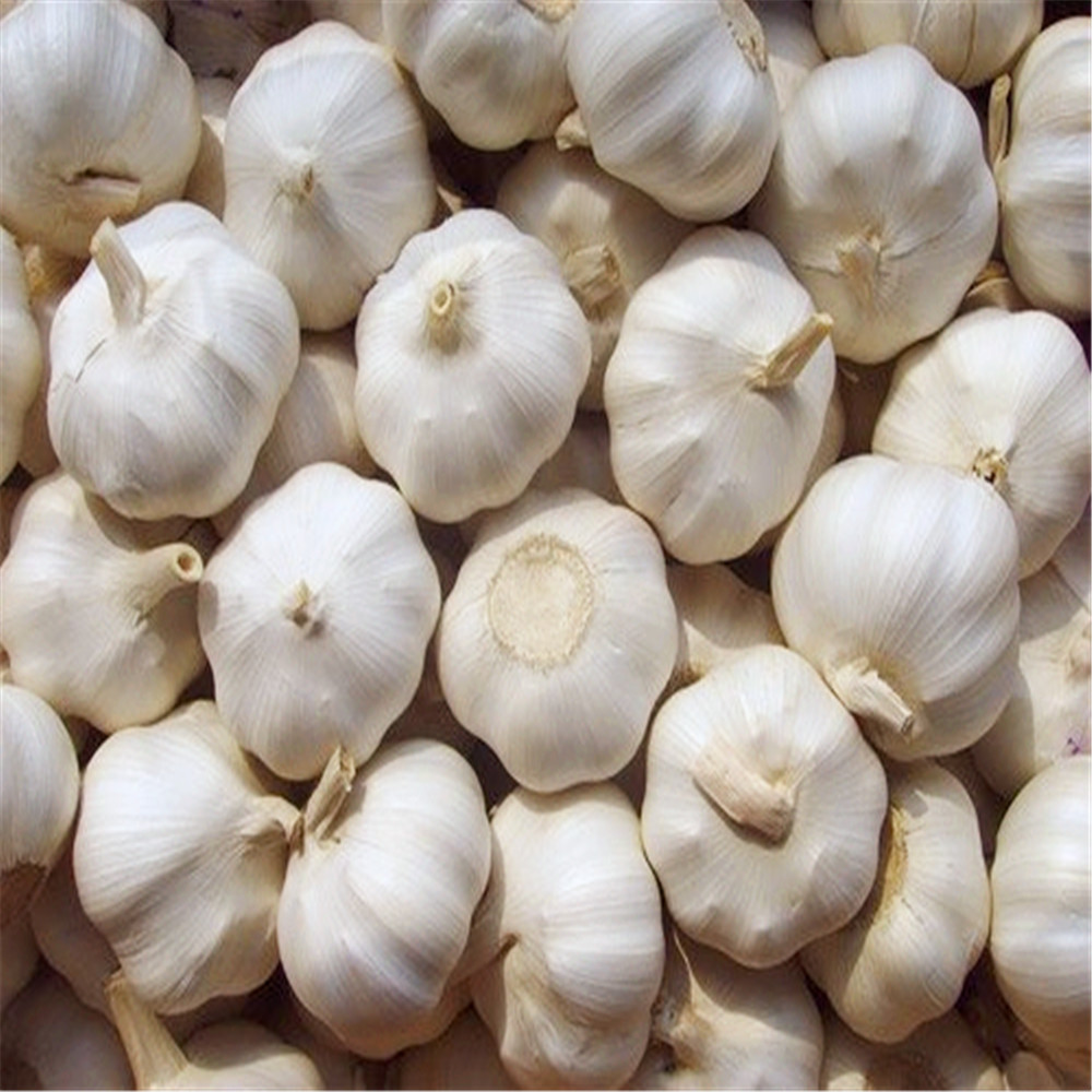 como tamaño grande, rico sabor suculento, sabor picante puro, crujiente y delicioso, sin pétalos sueltos, resistencia al moho, resistencia a la pudrición y