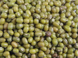 Frijoles mungo verde de productos básicos para brotar Tamaño
