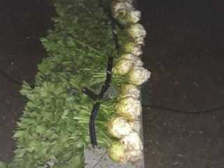 Apio con hojas y una choza. Una cabaña empaquetada