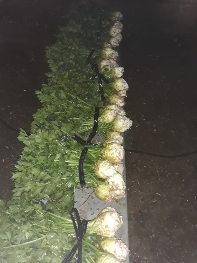 Apio con hojas y una choza