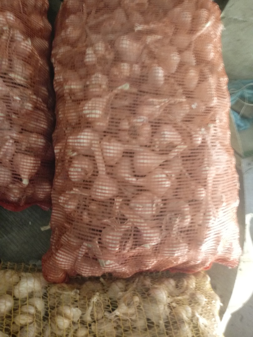Venderé ajo de invierno
