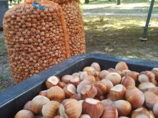 Venderé alrededor de 0,8 toneladas de avellanas. Frutos secos