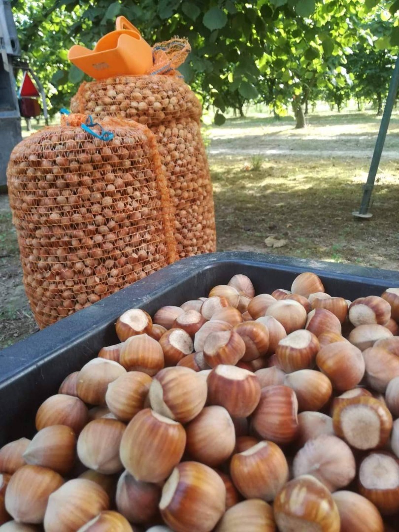 Venderé alrededor de 0,8 toneladas de avellanas