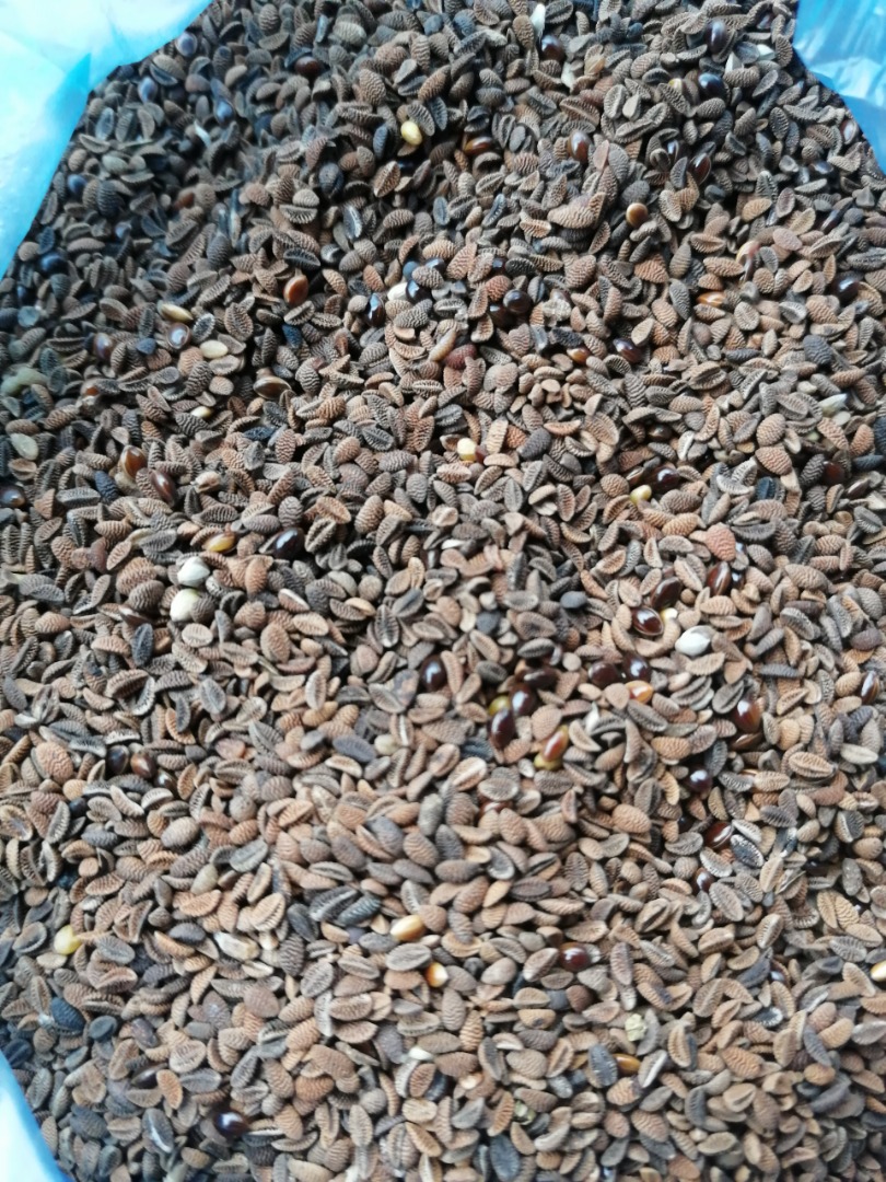 Phacelia en stock