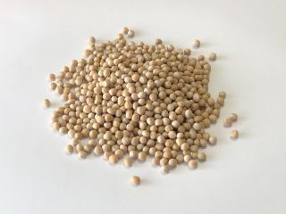 Guisantes de la producción de 2020, tipo - Gambito