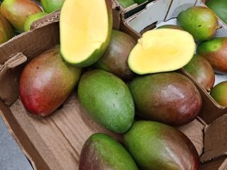 Hola, tengo aguacate y mango a la venta, más