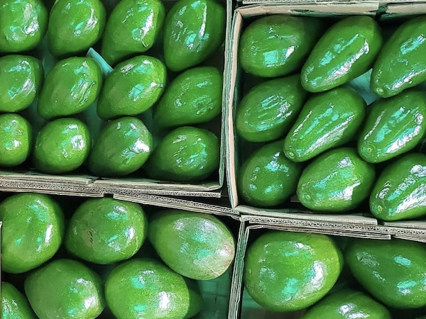 Aguacate Semil 34 de República Dominicana - Precio FOB 1.6 USD \ kg - CANTIDAD mínima para pedidos 2000kg \ 2ton
