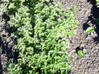 Orégano 100% biológico de alta calidad de Marruecos, cultivado