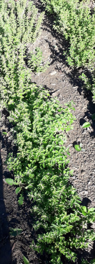 Orégano 100% biológico de alta calidad de Marruecos, cultivado en condiciones naturales