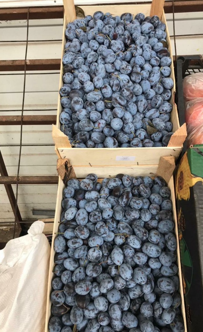 Ciruelas Variedad Stanley Se alpha en Bucarest Procedencia: República de Moldavia Las ciruelas no están muy enmascaradas, pero son fuertes y muy dulces