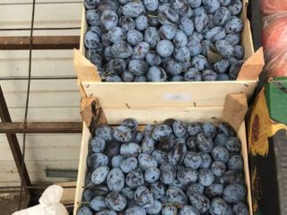 Ciruelas Variedad Stanley Se alpha en Bucarest Procedencia: República