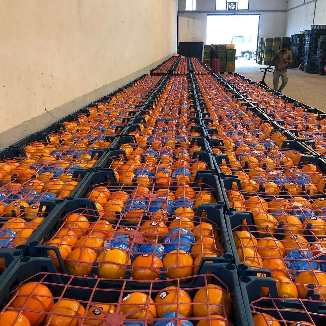 En Aria Lotus Atlas, entregamos fruta de la más alta calidad a distribuidores e importadores del mercado minorista y directamente a la industria de la