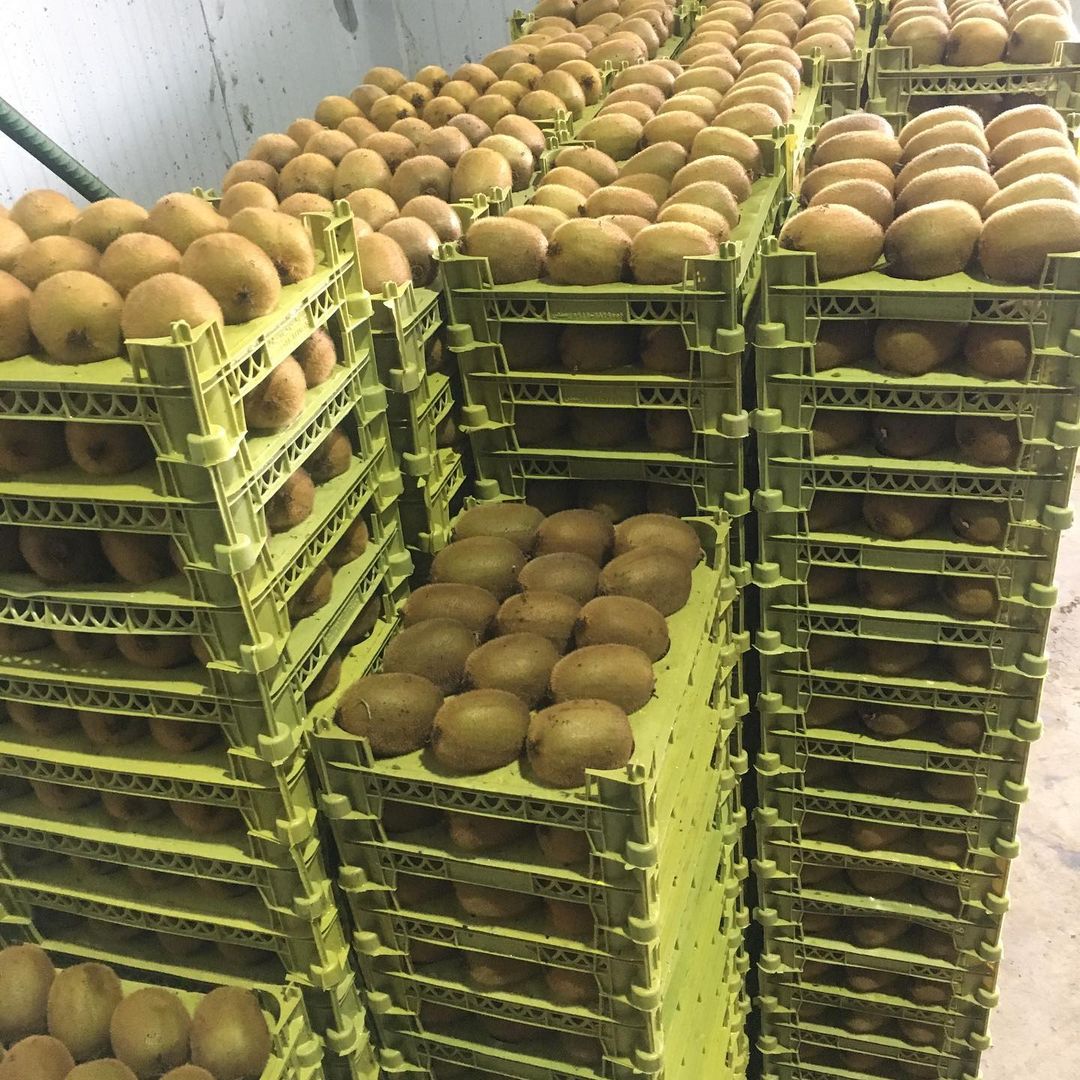 En Aria Lotus Atlas suministramos frutas de primera calidad a los distribuidores e importadores para el mercado minorista y directamente a la industria de