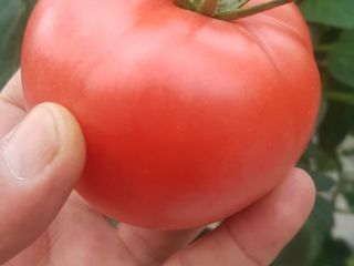 ¡Estimado cliente! Ofrecemos tomates deliciosos y de alta calidad.