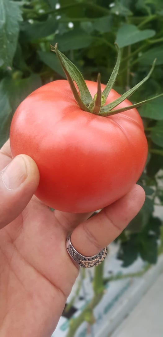 ¡Estimado cliente! Ofrecemos tomates deliciosos y de alta calidad