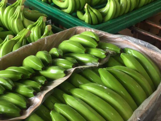 Vendemos bananas y diferentes tipos de frutas para más
