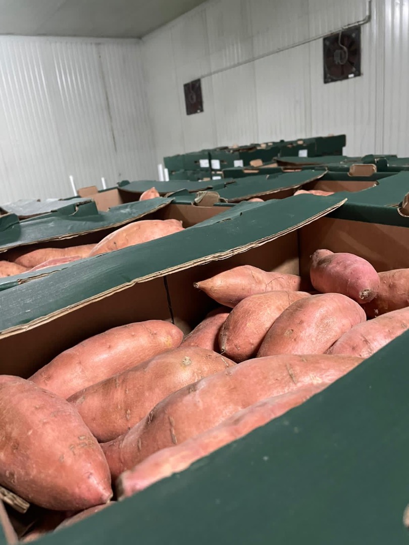 Hola de nuevo, me gustaría informarles que en la primera década de enero (del 6 al 8 de enero), tenemos la intención de llevar un contenedor de batatas al