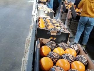 Naranjas: tipo Navel País de origen: Egipto Categoría: 1