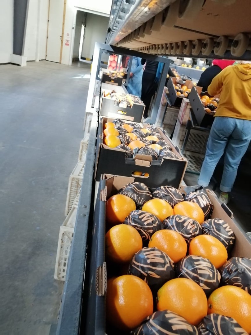 Naranjas: tipo Navel País de origen: Egipto Categoría: 1 y 2 Calibre: 40-125 (1-10) Tipo de embalaje: Caja telescópica 15 kg Caja abierta 15 kg