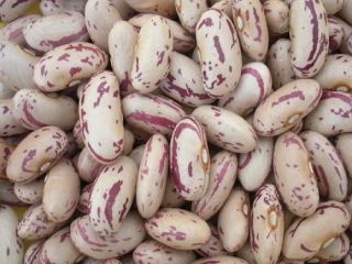 Frijoles mungo verde de cosecha fresca, frijoles rojos para