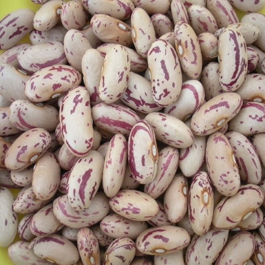 Frijoles mungo verde de cosecha fresca, frijoles rojos para exportación llame y whatsapp us