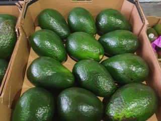 Vendo aguacate ARAD, calibre 14. Precio por caja: 30