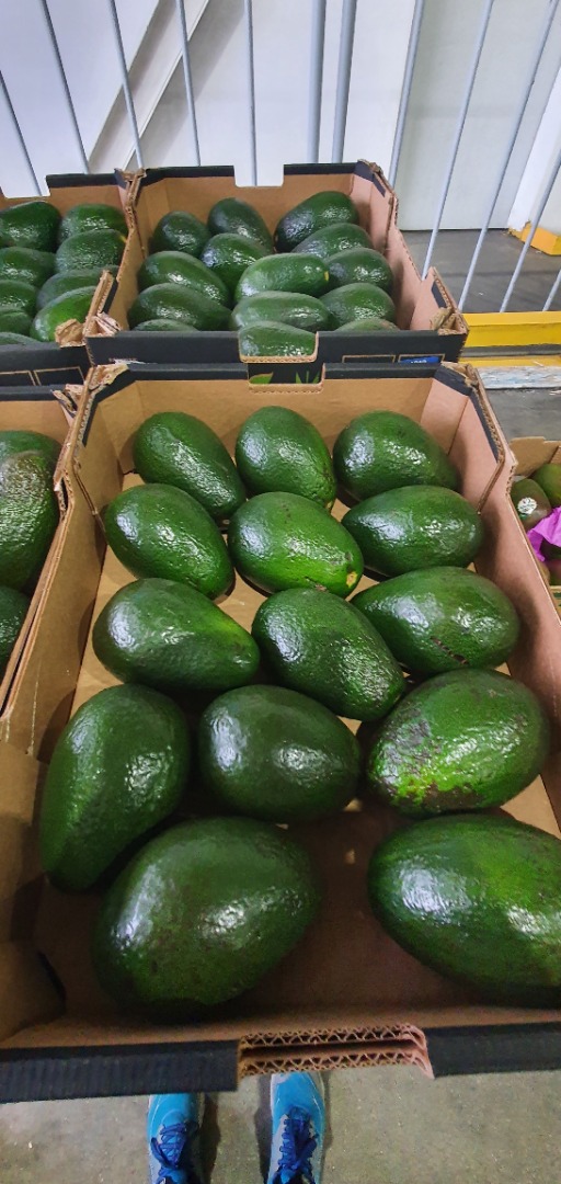 Vendo aguacate ARAD, calibre 14
