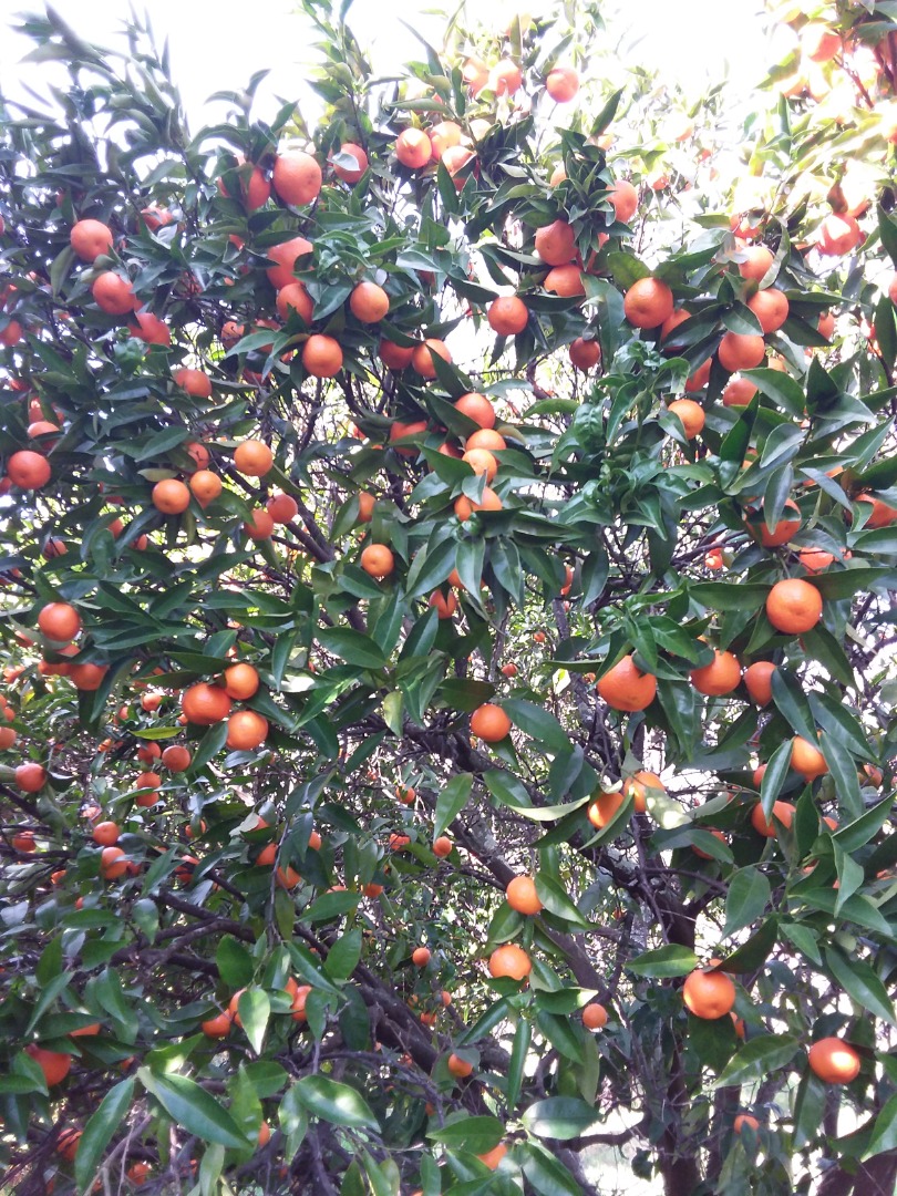 Mandarinas y mandarinas ecológicas para vender de una finca biológica de 5ha