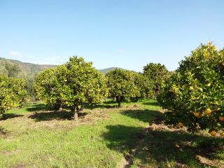 Venta de naranjas naturales maduras y no químicas. ¡Son
