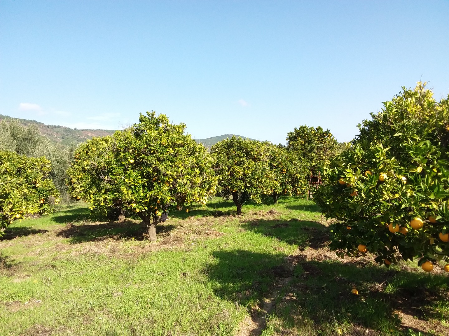 Venta de naranjas naturales maduras y no químicas
