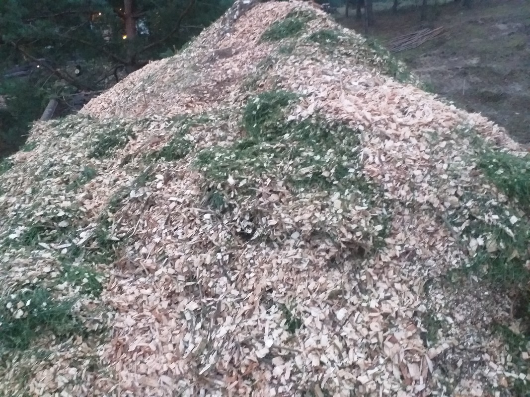 Fichas forestales para arándanos con entrega