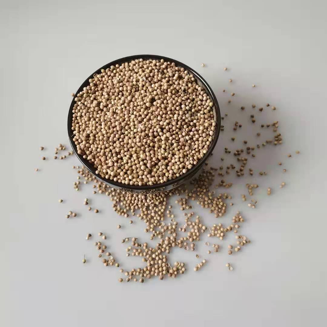 El cilantro es una hierba curativa ayurvédica; también se utiliza como ingrediente importante en la preparación de curry y otros platos